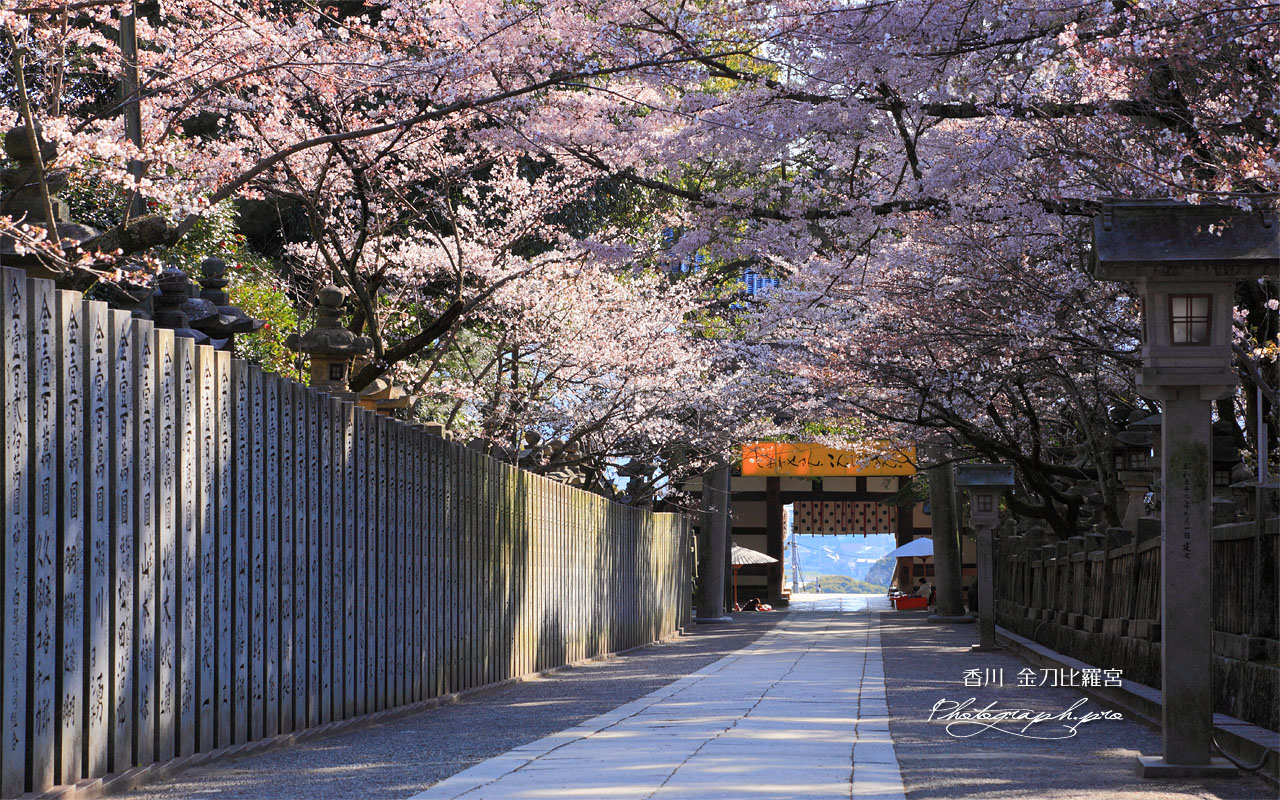 金刀比羅宮桜馬場と大門 壁紙