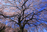 堀池の枝垂桜を見上げて