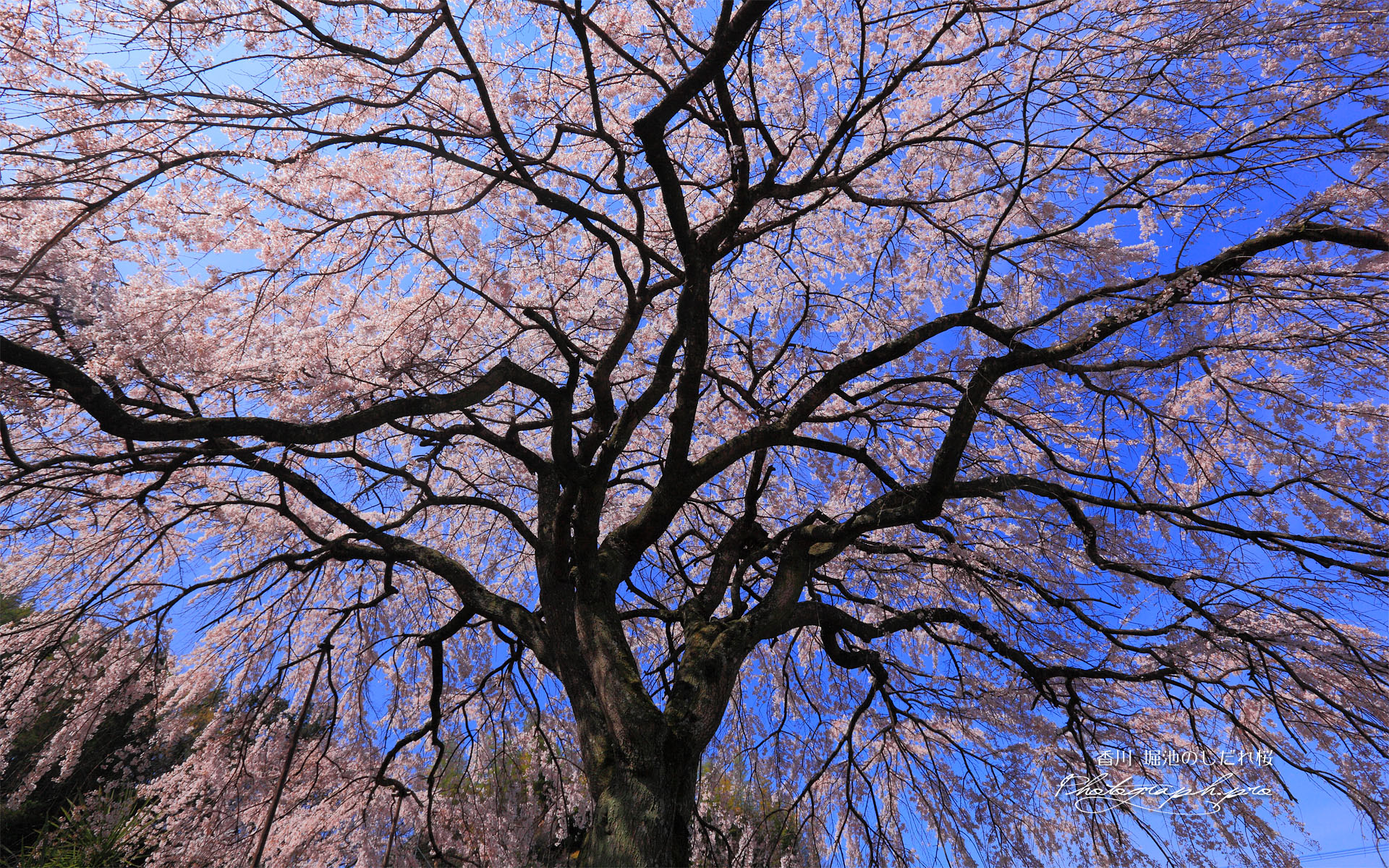 堀池の枝垂桜を見上げて