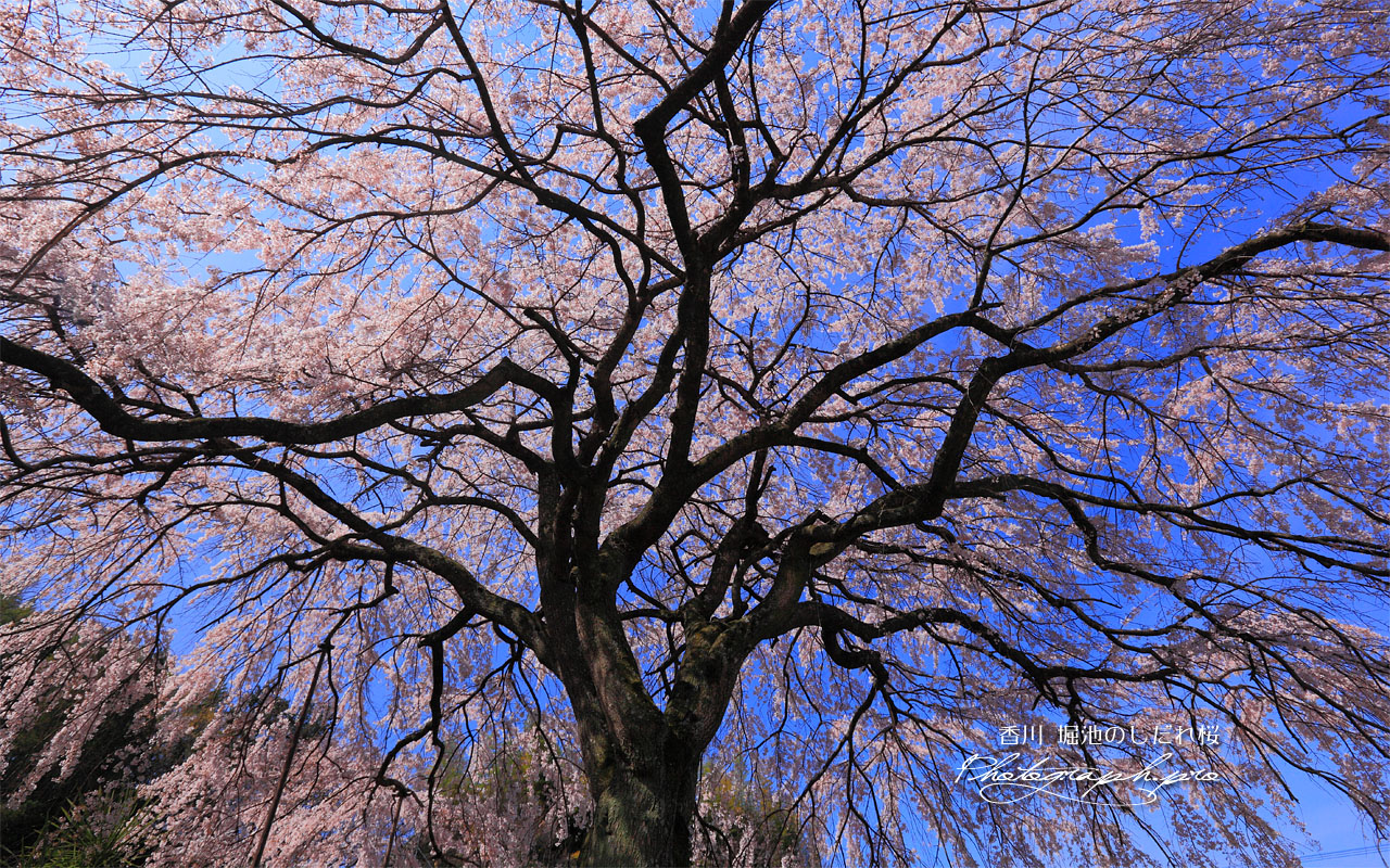 堀池の枝垂桜を見上げて 壁紙