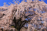 満開の堀池の枝垂れ桜