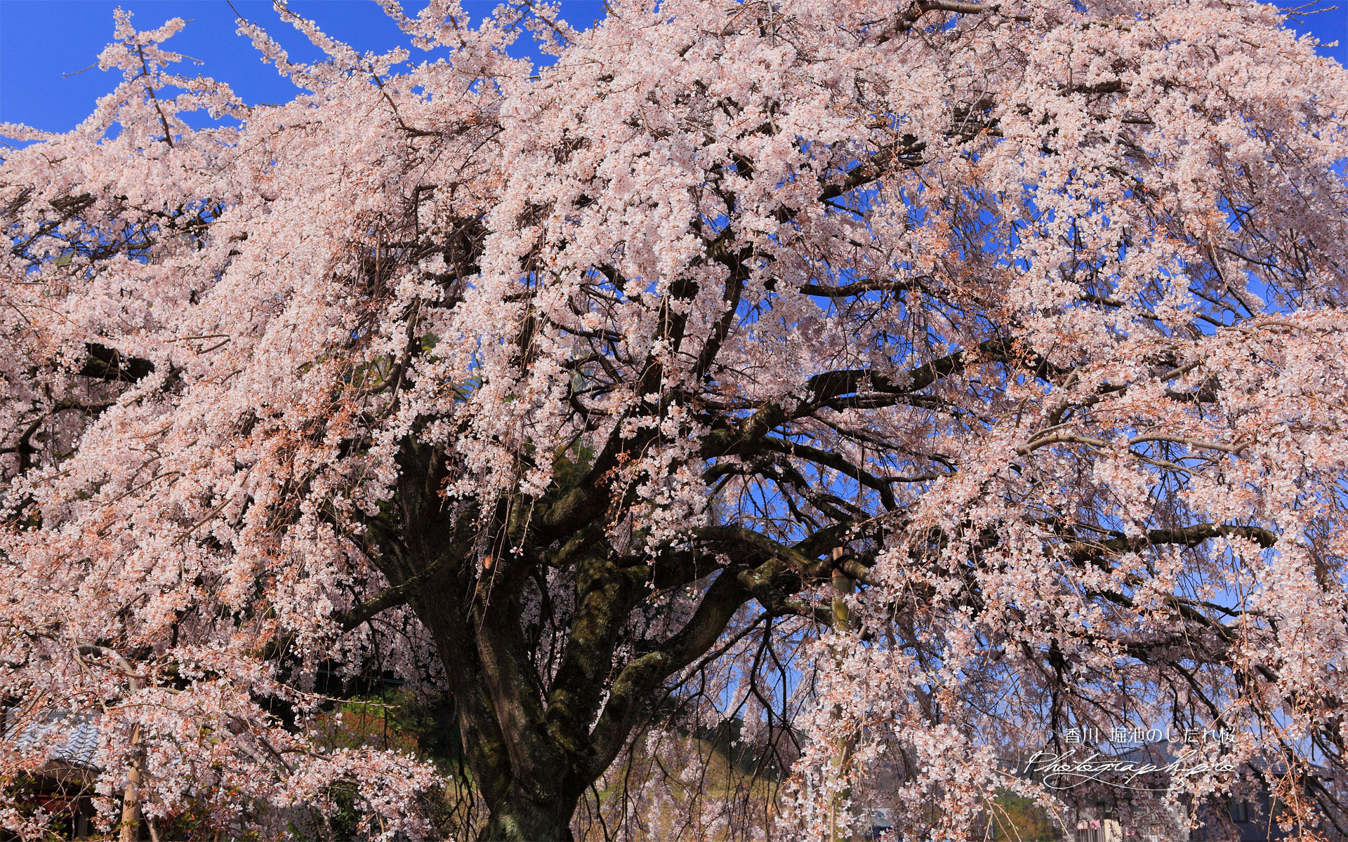 満開の堀池の枝垂れ桜