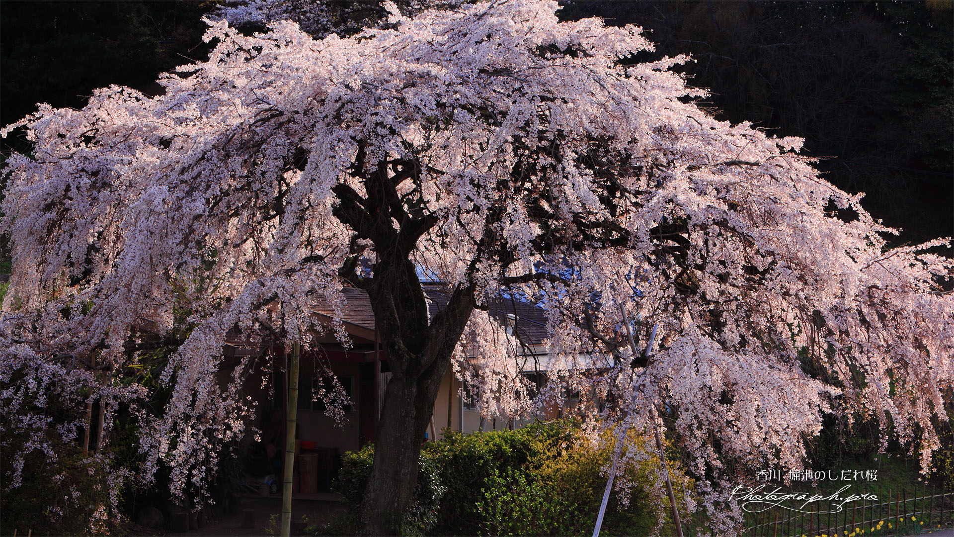 民家の一本桜