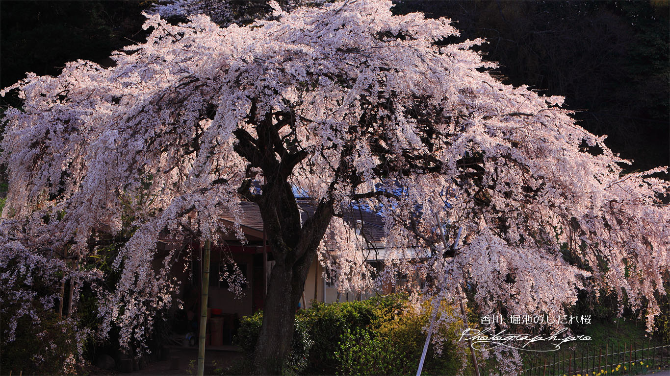 民家の一本桜 壁紙