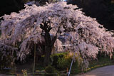 民家の一本桜