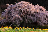堀池のしだれ桜