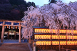大石神社の大石桜と拝殿