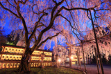 大石神社の大石桜 ライトアップ
