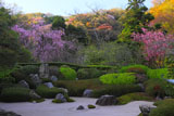 明月院の枝垂れ桜と海棠
