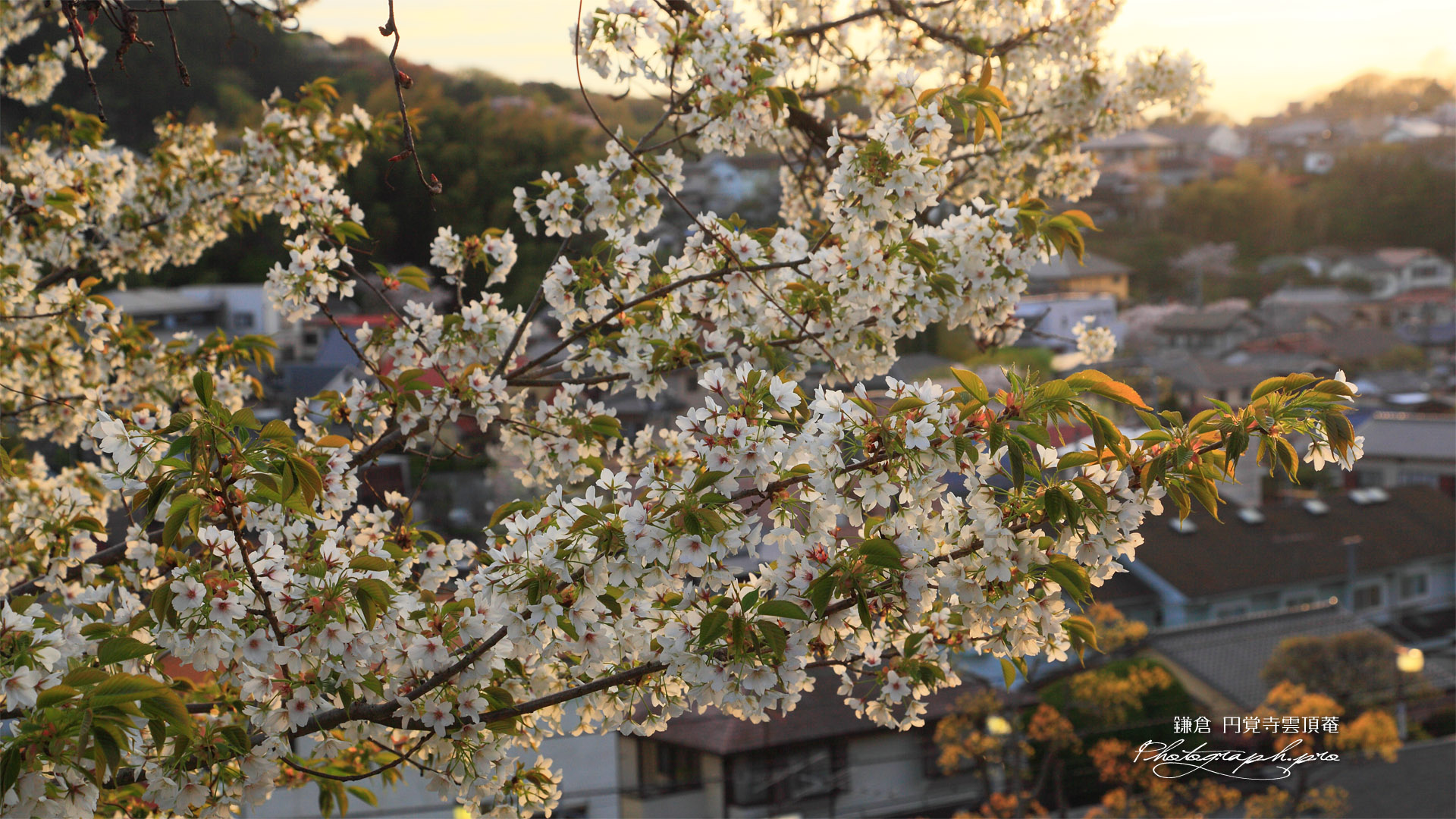 円覚寺雲頂菴のオオシマザクラ