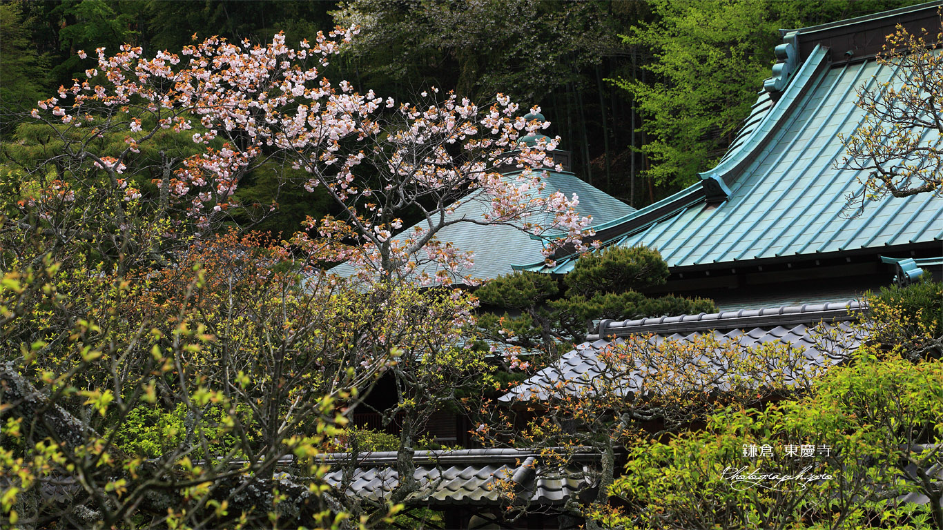 東慶寺 八重桜に書院と本堂 壁紙