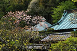 東慶寺 八重桜に書院と本堂