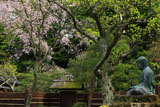 東慶寺 金仏と枝垂れ桜