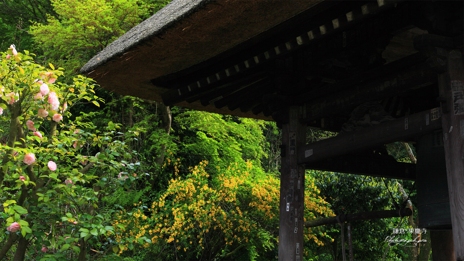 東慶寺 椿と山吹に鐘楼
