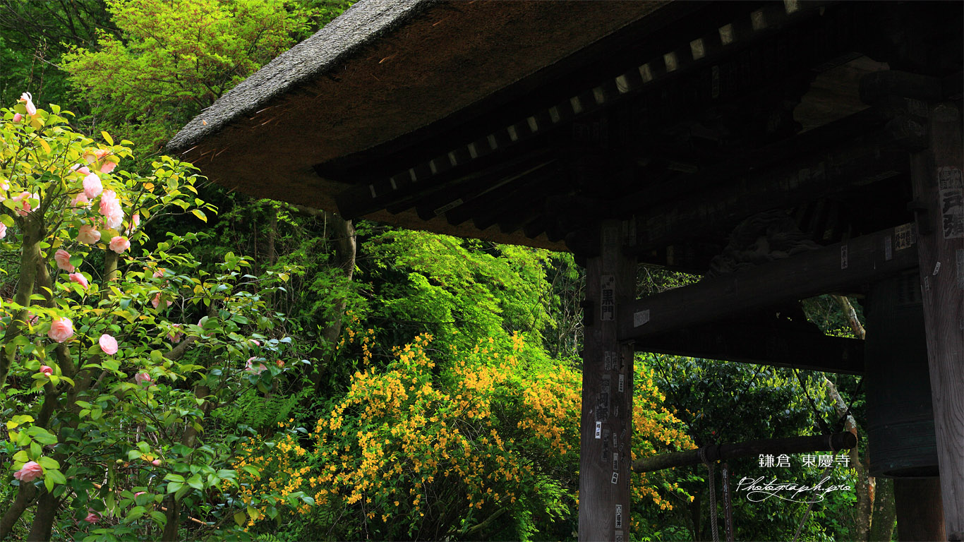 東慶寺 椿と山吹に鐘楼 壁紙