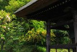 東慶寺 椿と山吹に鐘楼