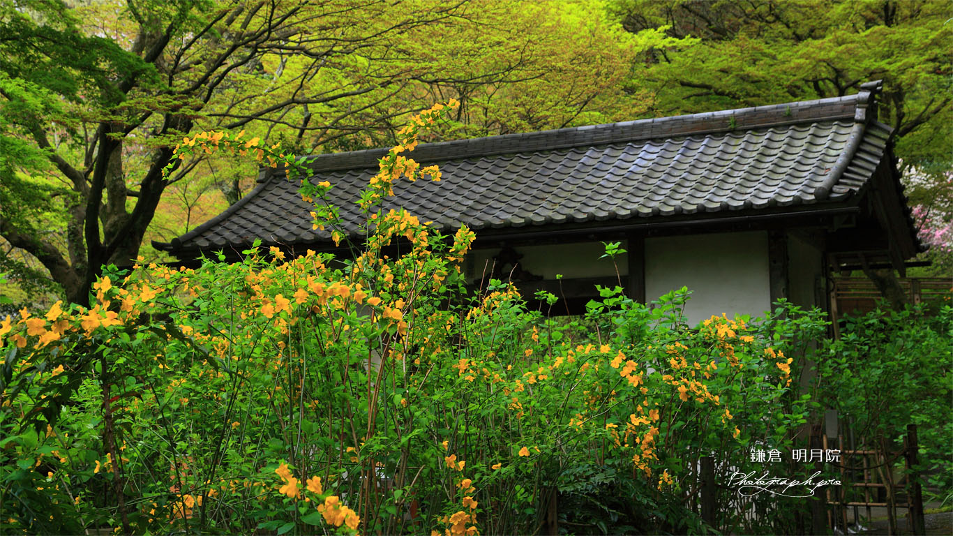 明月院のヤマブキ 壁紙
