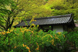 明月院のヤマブキ