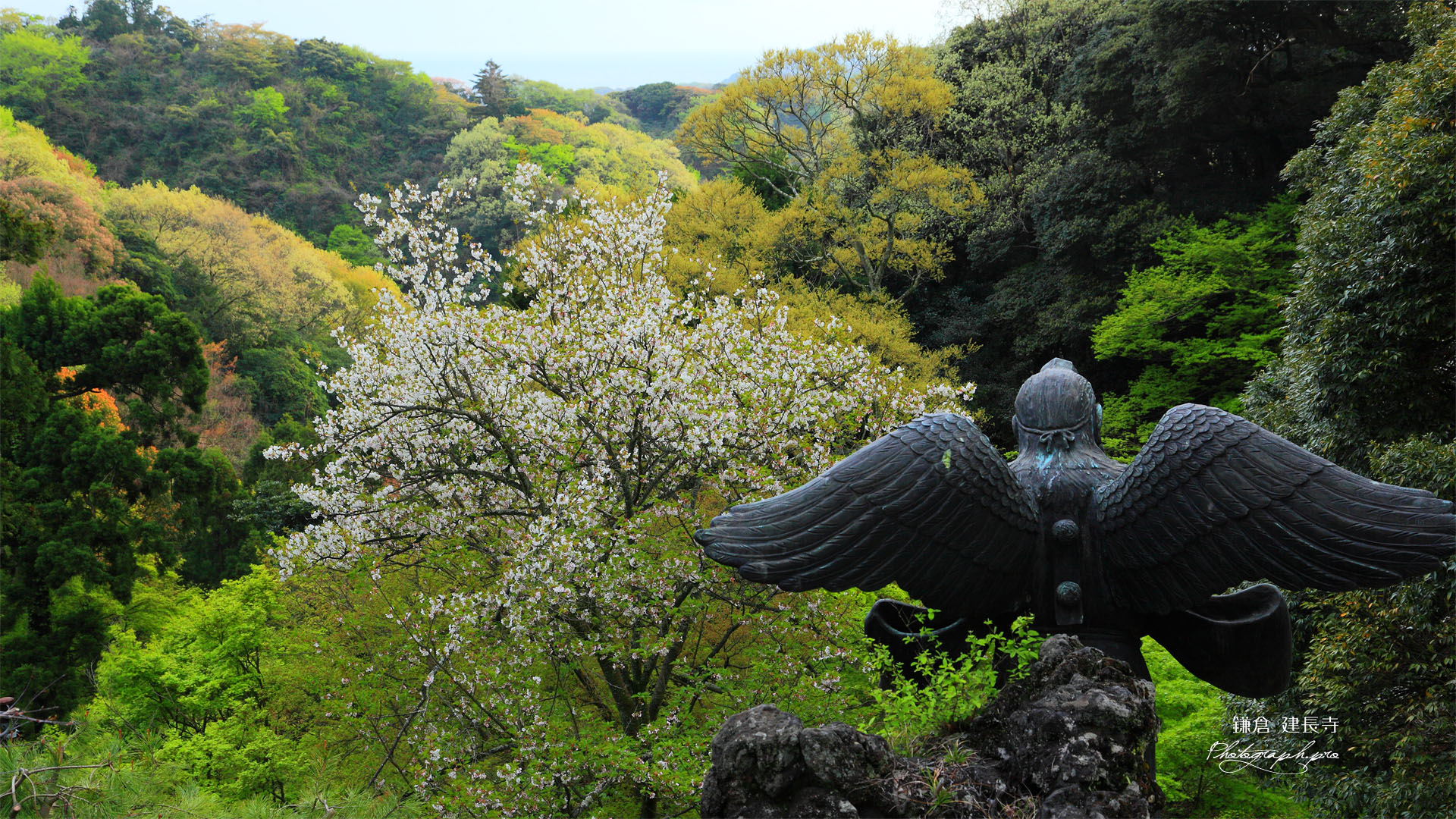 建長寺半僧坊のオオシマザクラ