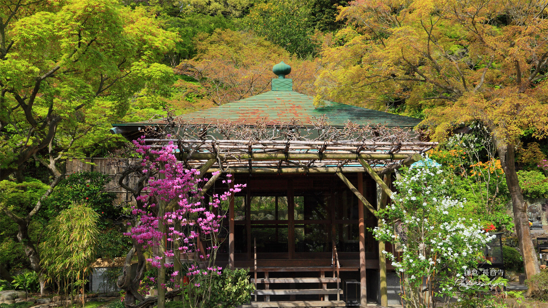 鎌倉長谷寺のミツバツツジと利休梅