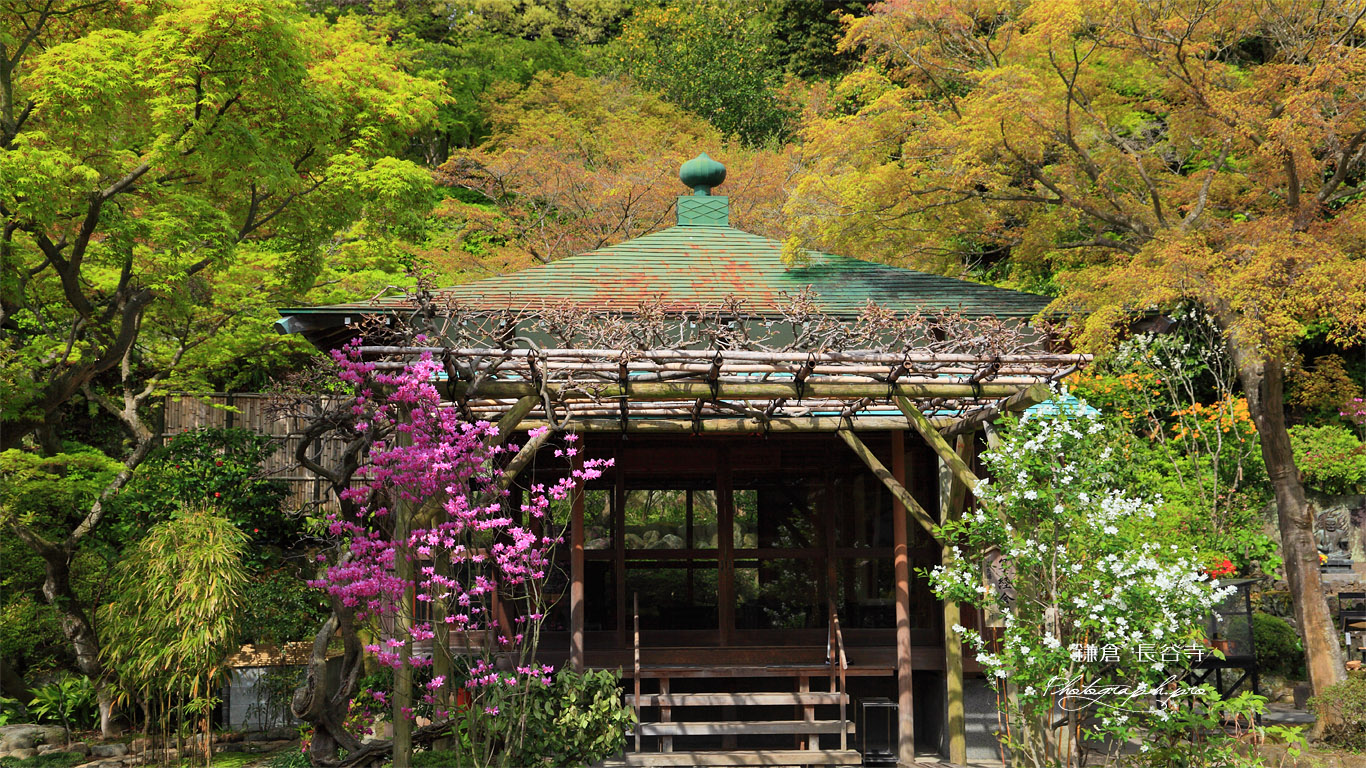 鎌倉長谷寺のミツバツツジと利休梅 壁紙