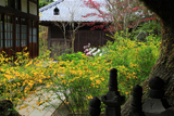 海蔵寺 やぐらからのヤマブキ