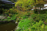 円覚寺妙香池のシャガ