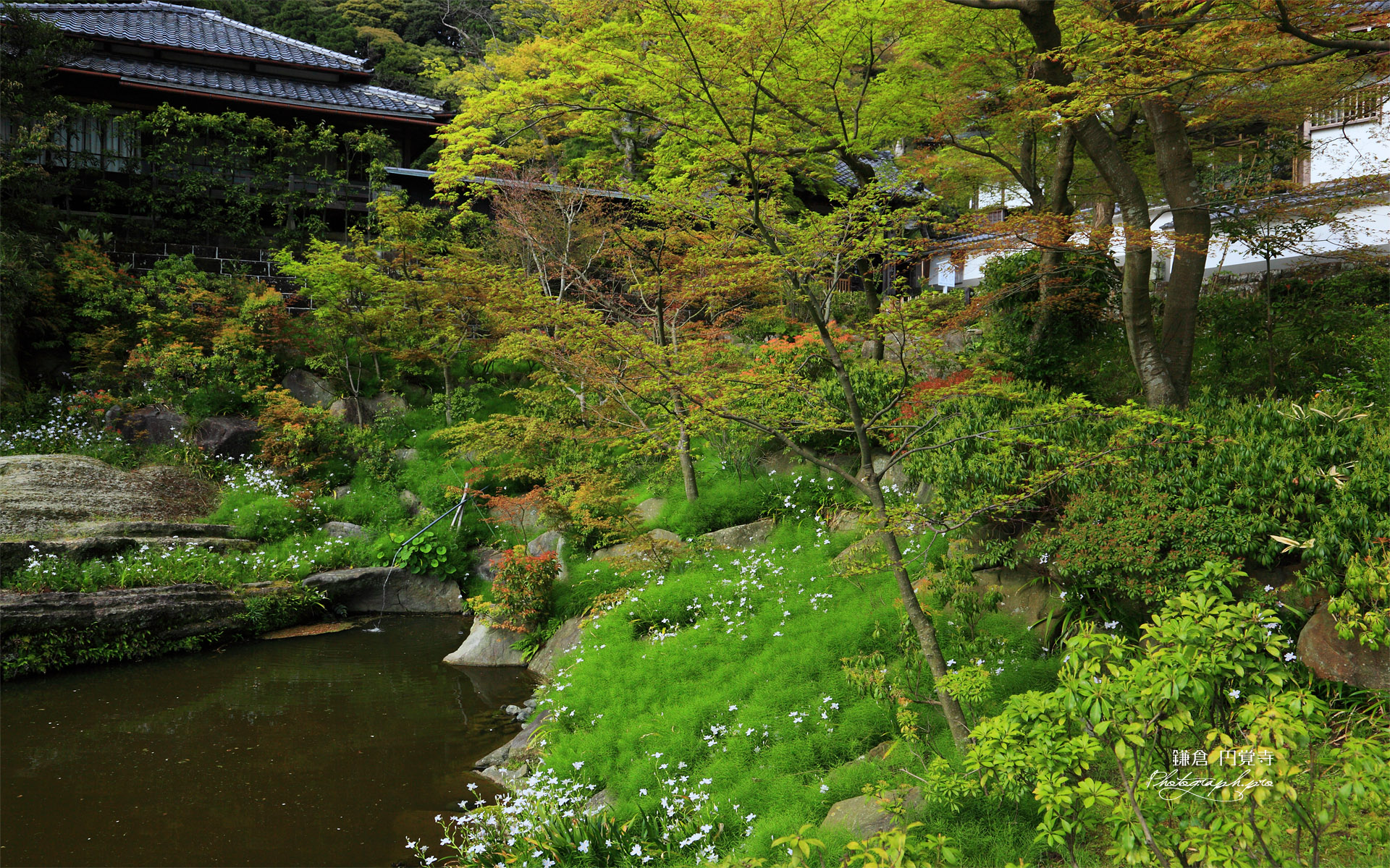 円覚寺妙香池のシャガ