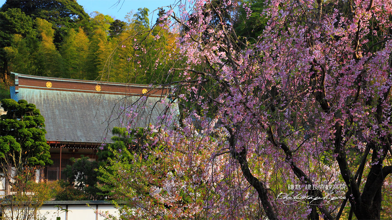 枝垂れ桜と建長寺妙高院 壁紙