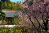 枝垂れ桜と建長寺妙高院