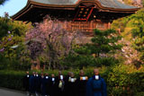 建長寺シダレザクラと三門