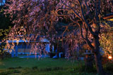 鎌倉圓久寺 枝垂桜ライトアップ