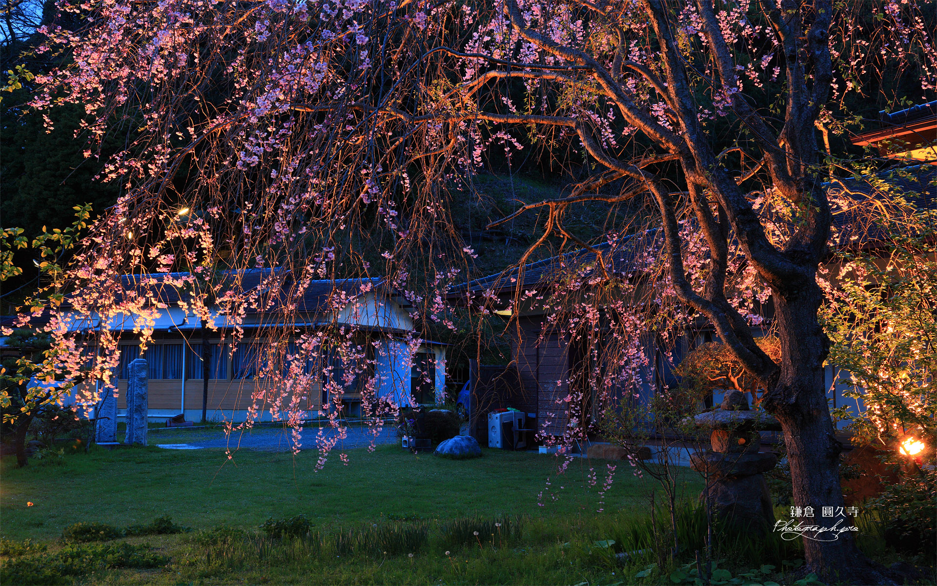 鎌倉圓久寺 枝垂桜ライトアップ