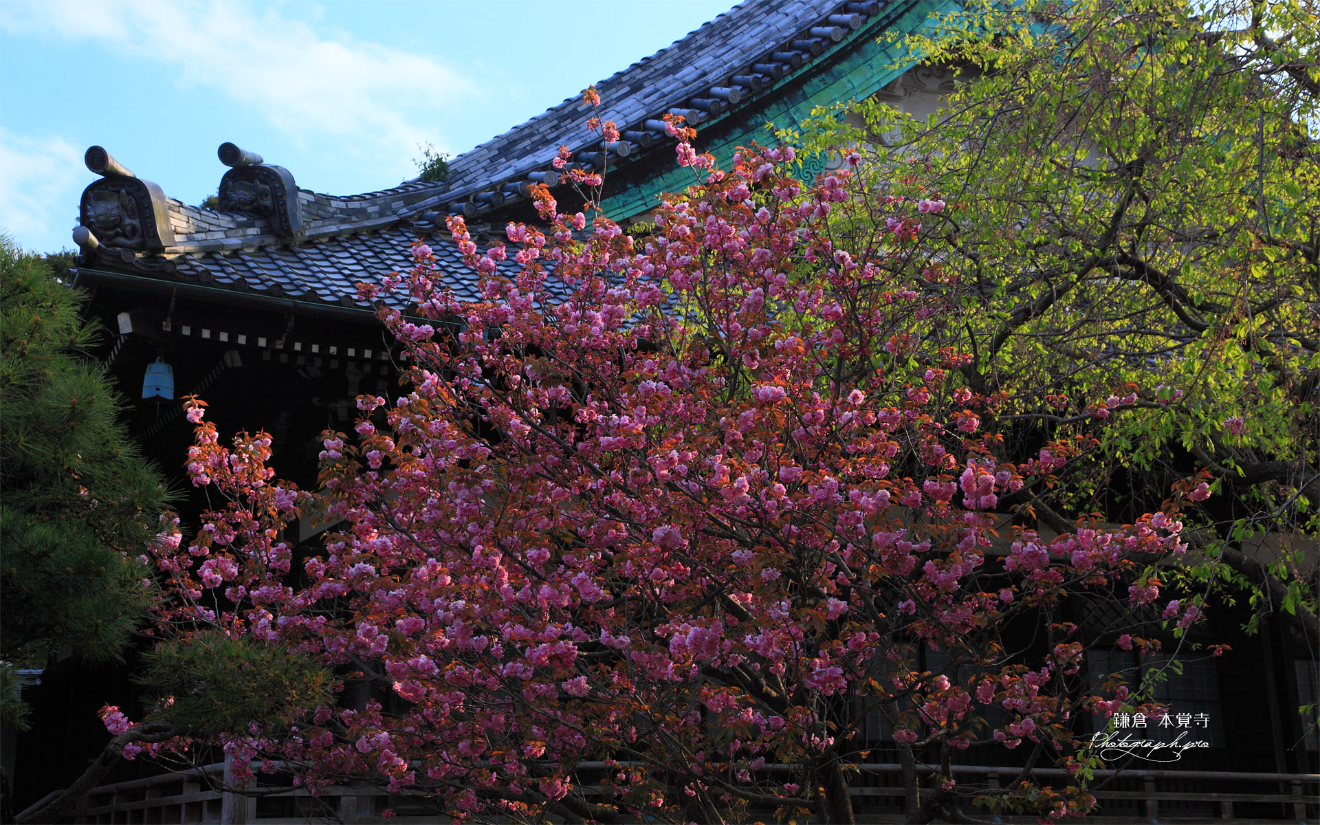 鎌倉本覚寺 ヤエザクラと本堂