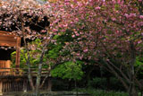妙本寺 八重桜と祖師堂
