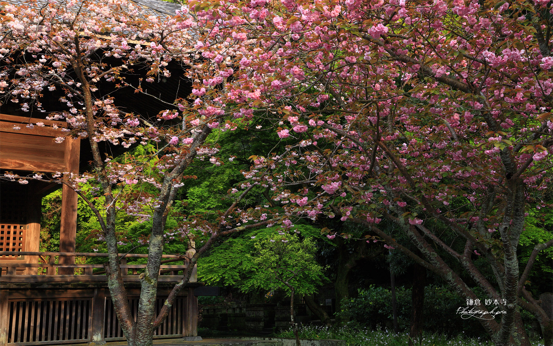 妙本寺 八重桜と祖師堂