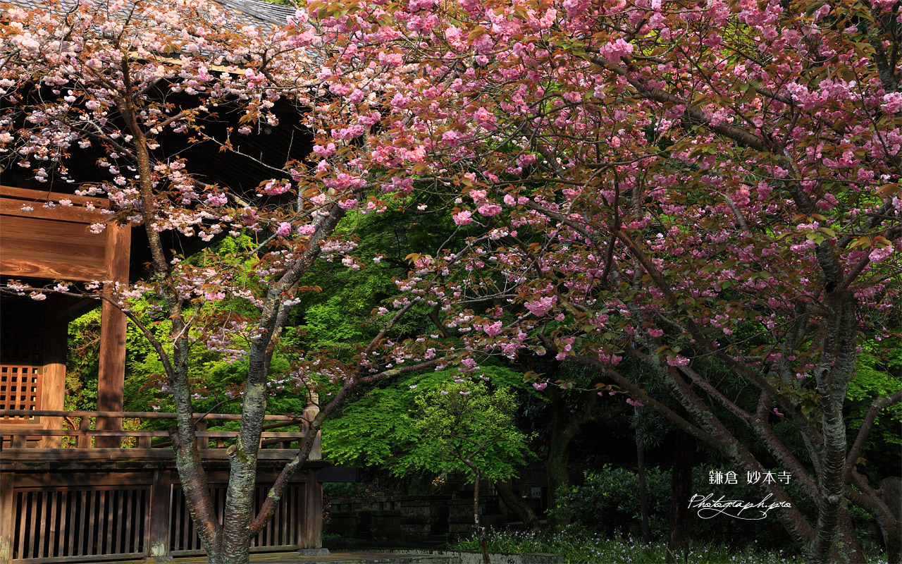 妙本寺 八重桜と祖師堂 壁紙