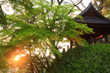 妙本寺 夕照の新緑と鐘楼