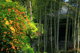 長谷寺のヤマブキと経蔵