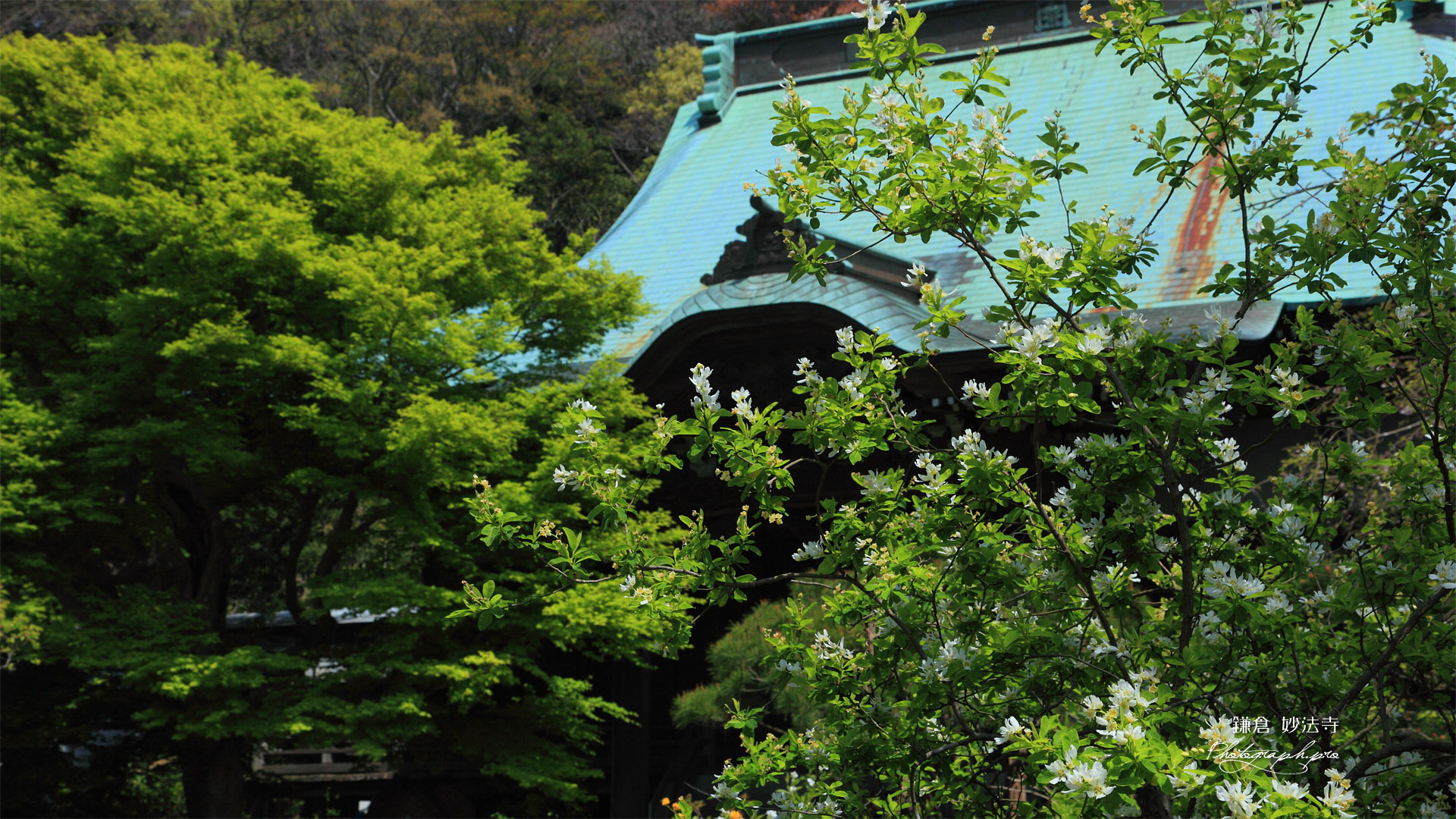 鎌倉妙法寺の利休梅と本堂
