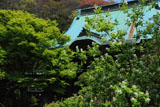 鎌倉妙法寺の利休梅と本堂