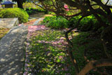 安養院の散桜