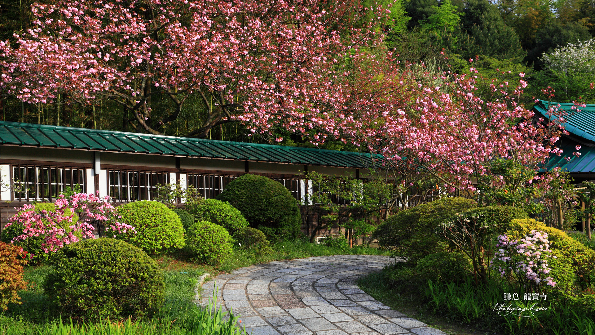 鎌倉龍宝寺の八重桜