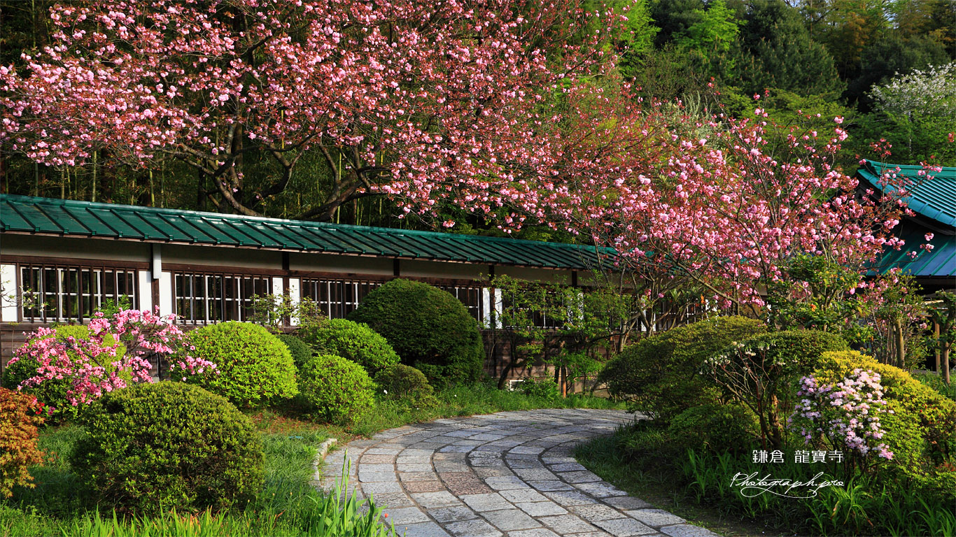鎌倉龍宝寺の八重桜 壁紙