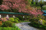 鎌倉龍宝寺の八重桜