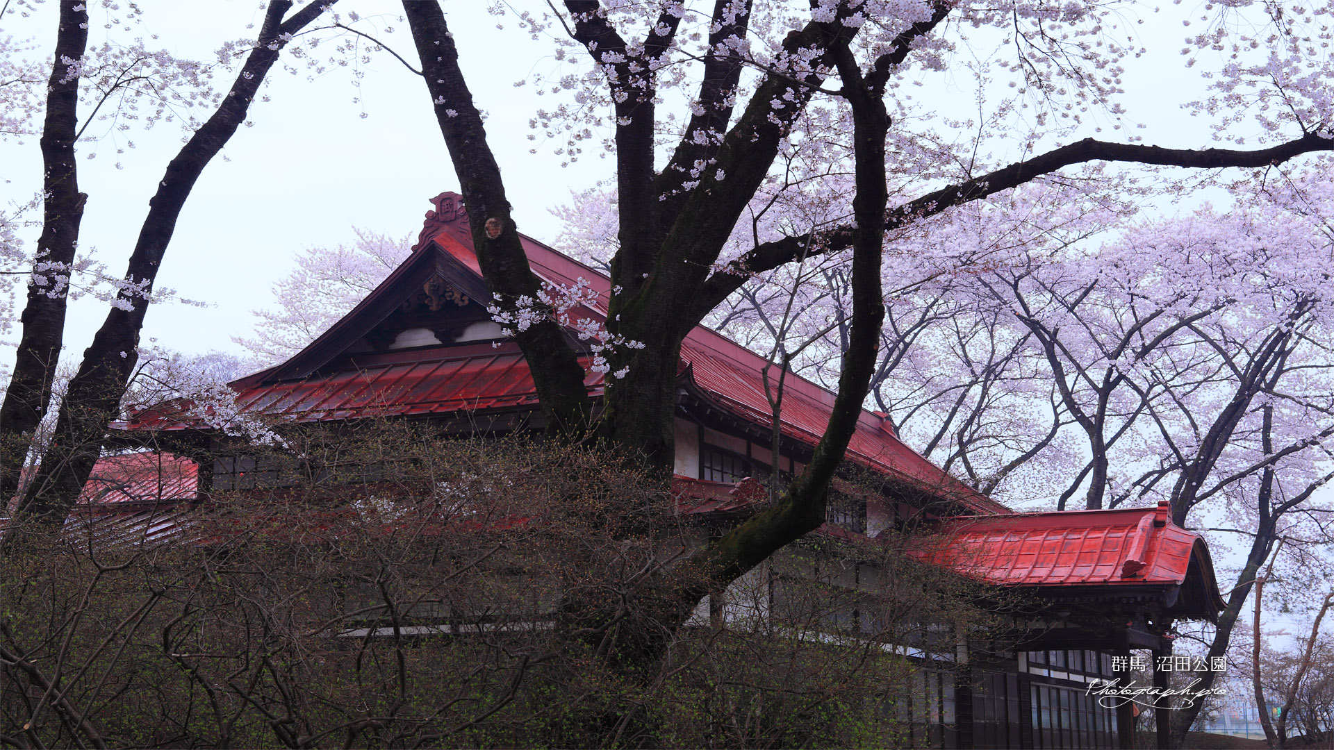 沼田公園 沼田武道場の桜