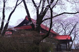 沼田公園 沼田武道場の桜