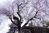 沼田城石垣と御殿桜