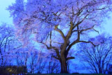 沼田公園の桜