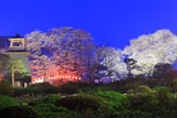 沼田公園の夜桜